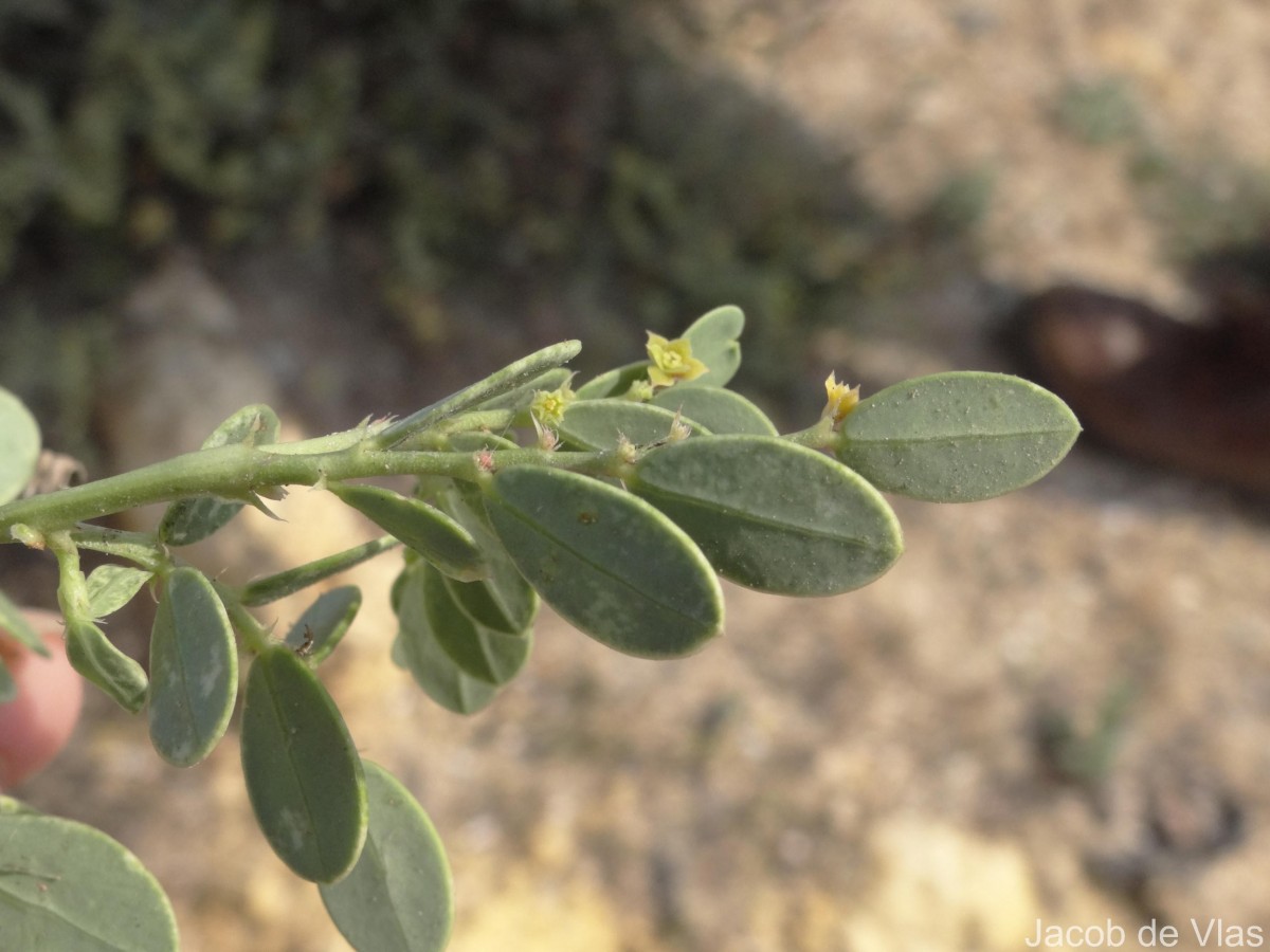 Synostemon bacciformis (L.) G.L.Webster